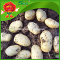 Yunnan Origin Yellow Potatoes Prix de la grosse patate Russet